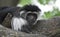 Furry Mantled Guereza Monkey Resting on the Trunk of a Tree
