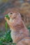 Furry marmot eating grass