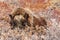 Furry Musk Ox hiding in bushes, near Kangerlusuaq village, Green