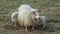 Furry New Born Twin Baby Lambs With Mother