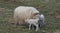 Furry New Born Twin Lambs With Mother
