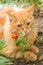 Furry orange cat portrait with close-up