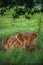 A Furry Orange Highland Cow On Green Grass in Scotland