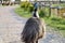 Furry Ostrich walking on a path on a sunny day