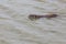 Furry otter swimming on a lake pond