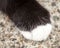 Furry Paw of Black Brown Cat with White Sock