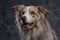Furry pedigreed border collie dog against dark background