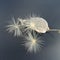 Furry plant seeds on a black background