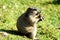 A furry prairie dog is feeding