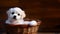 Furry puppy posing in the basket