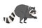 Furry Raccoon Rubbing Its Paws Ready to Steal Something Vector Illustration