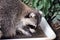 Furry raccoon washing its food