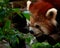 A furry red panda (Ailurus fulgens) is focused on peeking and stalking something.