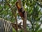 Furry red panda going down the tree in Omaha's Henry Doorly Zoo and Aquarium in Omaha Nebraska