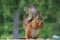 Furry red squirrel eating nuts