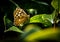 Furry sand eye butterfly resting on a leaf in the garden