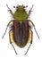 Furry scarab beetle Pygopleurus foina