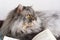 A furry Scottish cat is lying with a book. A book and a closer look