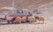 Furry sheep look for food near old truck parked in desert