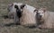 Furry And Sheep Repose On Grassland