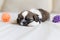 Furry Shih-Tzu pup sleeping with two toys