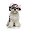 Furry shih tzu wearing pink earmuffs sitting