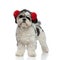 Furry shih tzu wears red earmuffs and looks to side