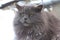 Furry Siberian gray cat in the snow, severe cat