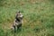 furry siberian husky dog sitting