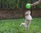 Furry small dog jumping for a balloon