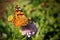 Furry Spotted Orange Spring Butterfly on Flowers