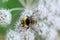 A furry striped bumblebee sits on a poisonous white flower of a water Hemlock on a green background. Textured wings