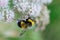 A furry striped bumblebee sits on a poisonous white flower of a water Hemlock on a green background. Textured wings. Close-up