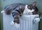 Furry striped cat lies on warm radiator resting and relaxing