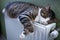 Furry striped pet cat lying on warm radiator rests