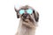 Furry summer sheepdog wearing colorful sunglasses with hair blowing