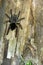 Furry tarantula alfresco walking along the tree trunk