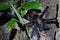 Furry tarantula alfresco walking along the tree trunk