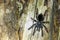 Furry tarantula alfresco walking along the tree trunk