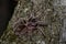 Furry tarantula alfresco walking along the tree trunk.