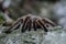 Furry tarantula alfresco walking along the tree trunk.