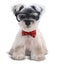 Furry Terrier with glasses and bow tie