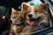 Furry travel buddies Dog and cat happily share car journey