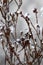 Furry white flowers of the Australian native Hairy Beard Heath Leucopogon microphyllus