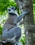 Furry white and grey lemur latin: lemur catta climbing the tree in vivid green leaves background.
