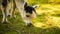 Furry white lama in zoo Austria Styria Herberstein tourist destination autumn time.