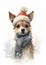 Furry Winter Fashion: A Playful Chihuahua\\\'s Snowy Closeup