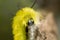 Furry yellow caterpillar face