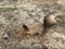 Furry young squirrel with a red tail