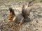 Furry young squirrel with a red tail